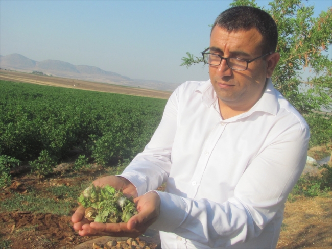 Gaziantep'te pamuk hasadı hazırlığı